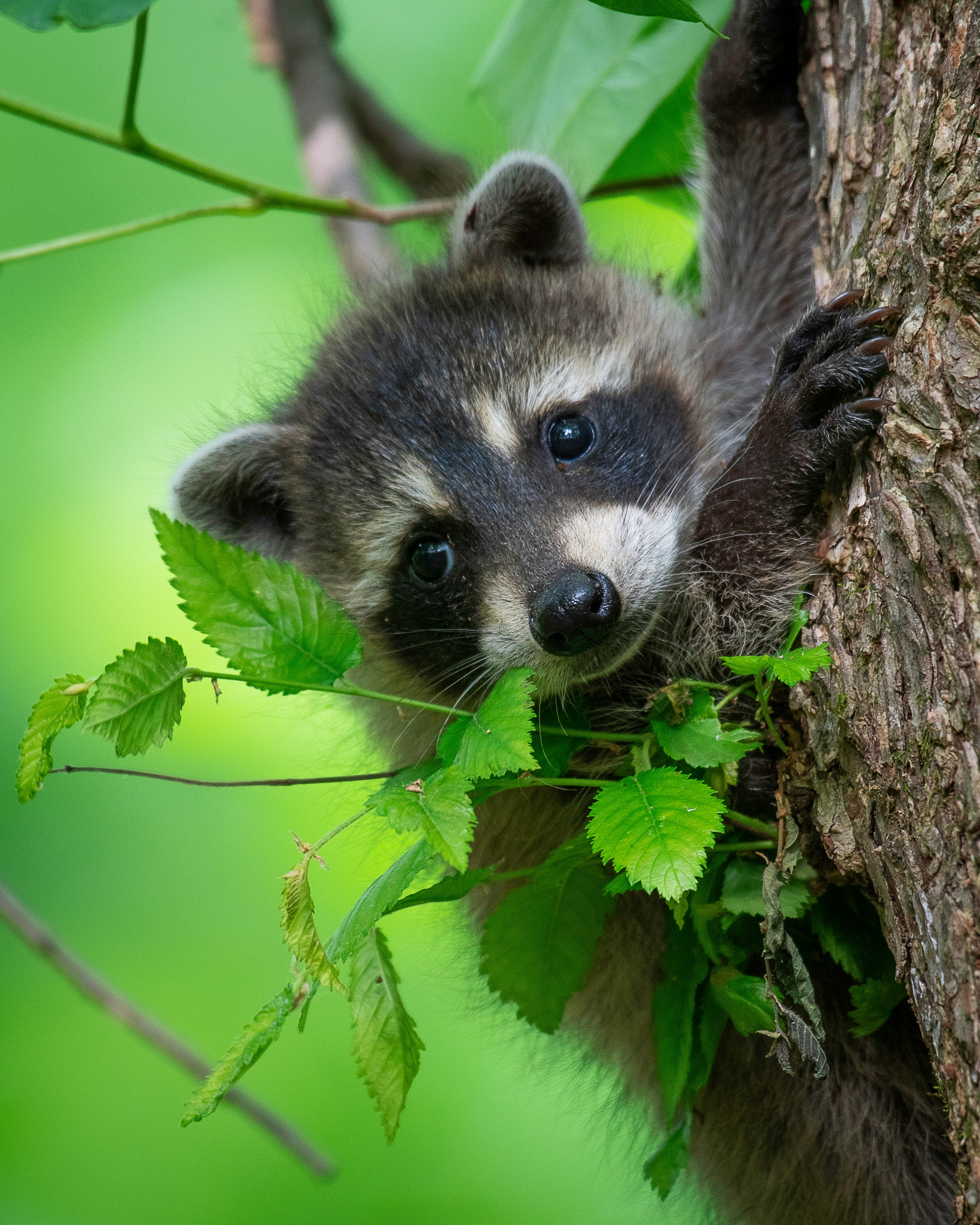 hands holding three baby raccoons